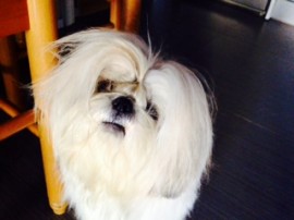 Milou